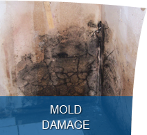 Tampa Mold Removal & Remediation Services